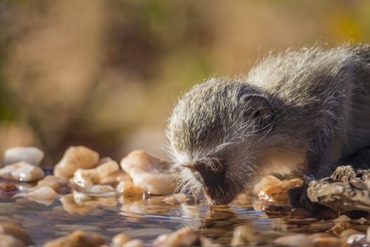 Vervet monkey portrait drinking in waterhole in Kruger National park, South Africa ; Specie Chlorocebus pygerythrus family of Cercopithecidae