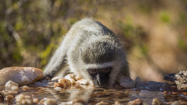 Vervet monkey portrait drinking in waterhole in Kruger National park, South Africa ; Specie Chlorocebus pygerythrus family of Cercopithecidae