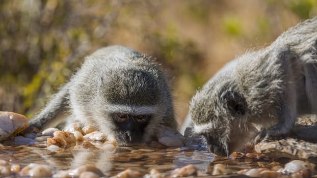 Two Vervet monkeys portrait drinking in waterhole in Kruger National park, South Africa ; Specie Chlorocebus pygerythrus family of Cercopithecidae