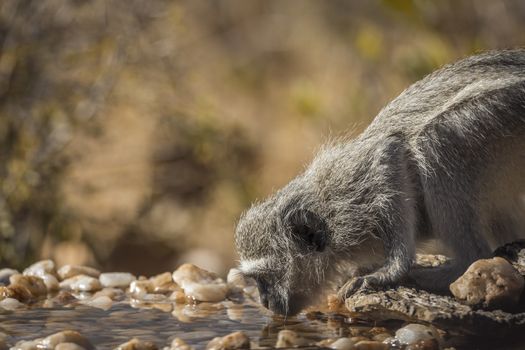 Vervet monkey portrait drinking in waterhole in Kruger National park, South Africa ; Specie Chlorocebus pygerythrus family of Cercopithecidae