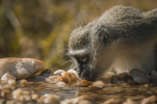 Vervet monkey portrait drinking in waterhole in Kruger National park, South Africa ; Specie Chlorocebus pygerythrus family of Cercopithecidae