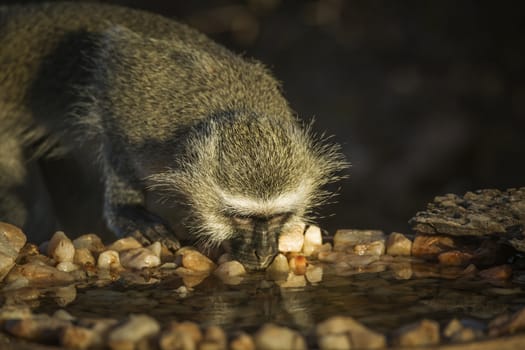 Vervet monkey drinking in waterhole in Kruger National park, South Africa ; Specie Chlorocebus pygerythrus family of Cercopithecidae
