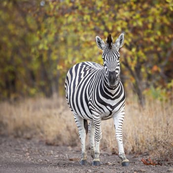 Plains zebra standing in fall color foliage background in Kruger National park, South Africa ; Specie Equus quagga burchellii family of Equidae