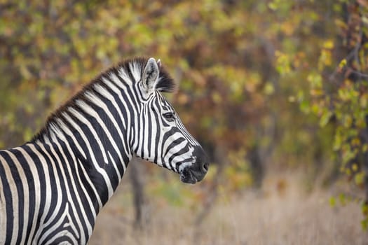 Plains zebra portrait in fall colors background in Kruger National park, South Africa ; Specie Equus quagga burchellii family of Equidae
