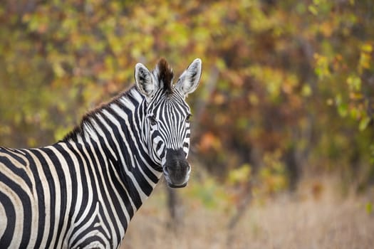 Plains zebra portrait in fall colors background in Kruger National park, South Africa ; Specie Equus quagga burchellii family of Equidae