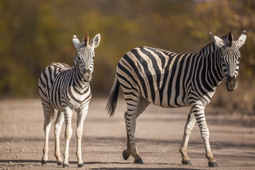 Plains zebra female and baby in safari gravel road in Kruger National park, South Africa ; Specie Equus quagga burchellii family of Equidae