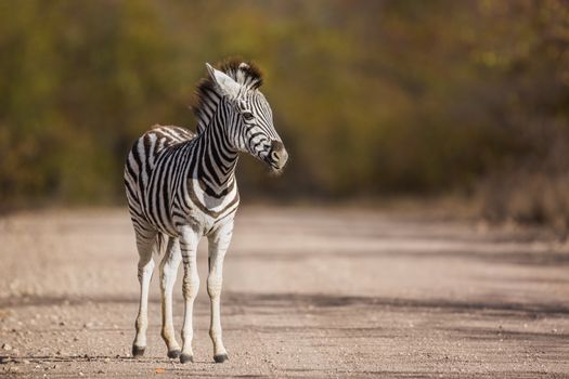 Baby Plains zebra standing on safari gravel road in Kruger National park, South Africa ; Specie Equus quagga burchellii family of Equidae