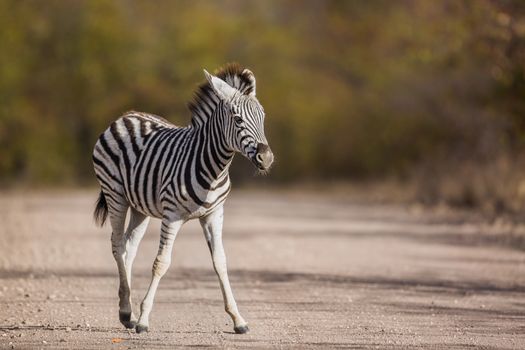 Baby Plains zebra standing on safari gravel road in Kruger National park, South Africa ; Specie Equus quagga burchellii family of Equidae