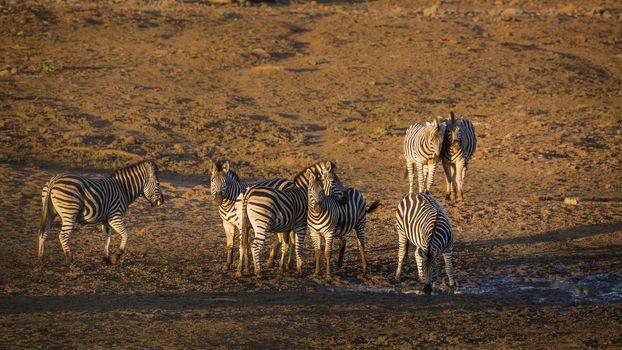 Small group of Plains zebra at waterhole at dawn in Kruger National park, South Africa ; Specie Equus quagga burchellii family of Equidae