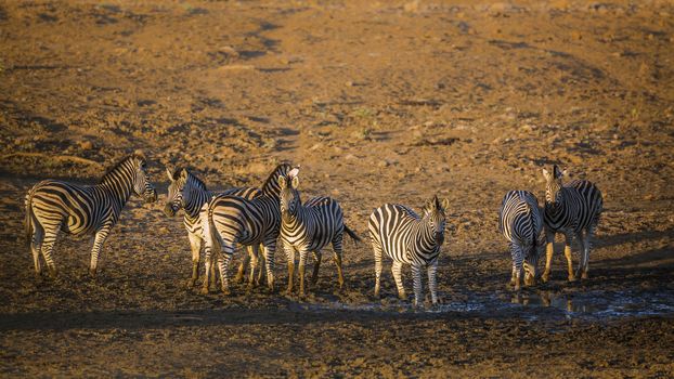 Small group of Plains zebra at waterhole at dawn in Kruger National park, South Africa ; Specie Equus quagga burchellii family of Equidae