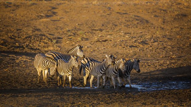 Small group of Plains zebra at waterhole at dawn in Kruger National park, South Africa ; Specie Equus quagga burchellii family of Equidae