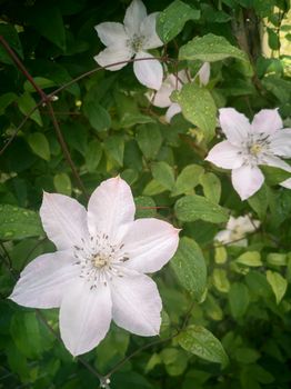 Beautiful white clematis flowers in the garden on a background of green leaves. Presented in close-up.