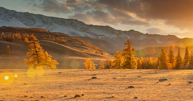 Beautiful panorama of a valley full of golden trees in the foreground and white snowy mountains in the background. Fall time. Cloudy sunset sky. Lense flares. Altai mountains, Russia. Golden hour.