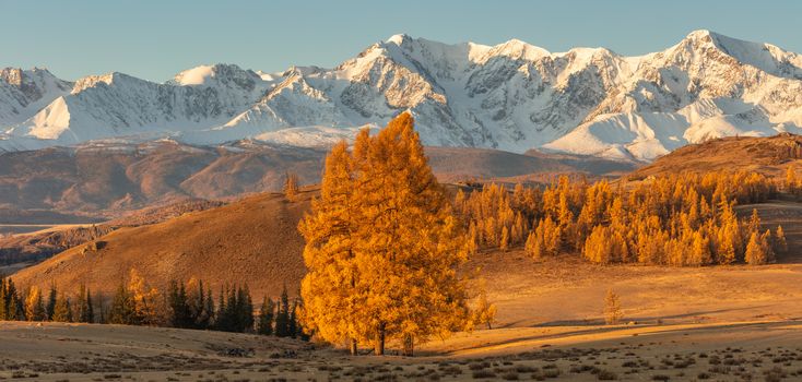 Beautiful panorama of a valley full of golden trees and white snowy mountains in the background and a lone tree in the foreground. Fall time. Sunrise. Altai mountains, Russia. Golden hour.