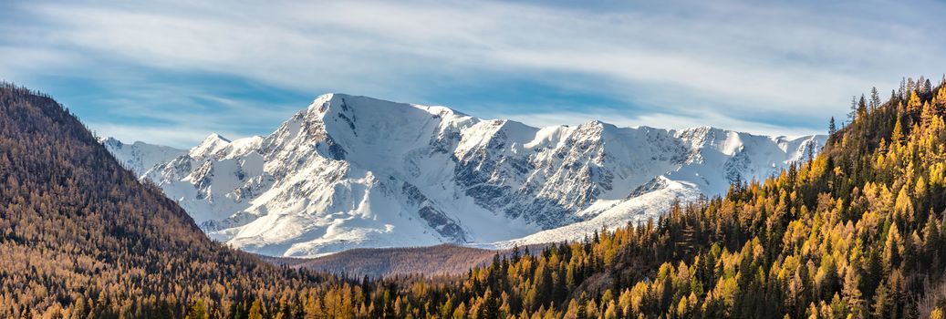Scenic panoramic aerial view of snowy mountain peaks and slopes of North Chuyskiy ridge. Golden trees in the foreground. Beautiful blue cloudy sky as a background. Altai mountains, Siberia, Russia.