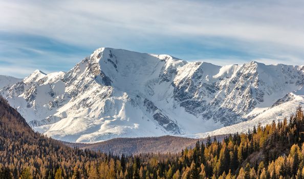 Scenic panoramic aerial view of snowy mountain peaks and slopes of North Chuyskiy ridge. Golden trees in the foreground. Beautiful blue cloudy sky as a background. Altai mountains, Siberia, Russia.