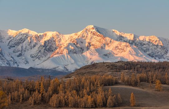 Beautiful shot of a white snowy mountain ridge and a valley with golden trees in the foreground. Sun rays barely touching the tip of the ridge. Fall time. Sunrise. Golden hour. Altai mountains, Russia.