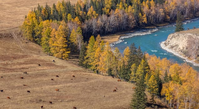 High angle shot of a turquoise river and golden trees on its banks. Cows and horses are on a meadow next to the river. Altai mountains, Siberia, Russia.