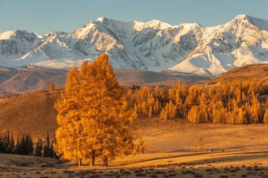 Beautiful shot of a valley full of golden trees and white snowy mountains in the background and a lone tree in the foreground. Fall time. Sunrise. Altai mountains, Russia. Golden hour.