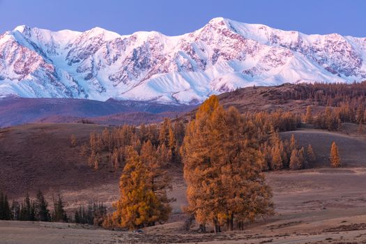 Beautiful shot of a white snowy mountain ridge and a valley with golden trees in the foreground. Sun rays barely touching the tip of the ridge. Fall time. Sunrise. Blue hour. Altai mountains, Russia.