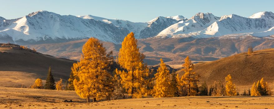 Beautiful panorama of a valley full of golden trees in the foreground and white snowy mountains in the background. Sunrise. Fall time. Altai mountains, Russia. Golden hour.