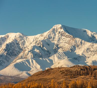 Beautiful shot of a white snowy mountain and hills with trees in the foreground. Blue sky as a background. Fall time. Sunrise. Golden hour. Altai mountains, Russia.