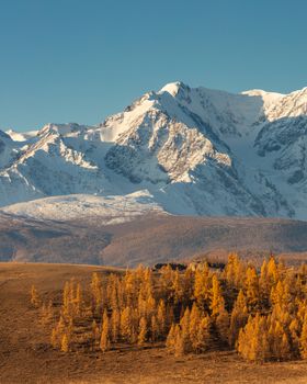 Beautiful portrait size shot of a white snowy mountain and hills with trees in the foreground. Blue sky as a background. Fall time. Sunrise. Golden hour. Altai mountains, Russia.