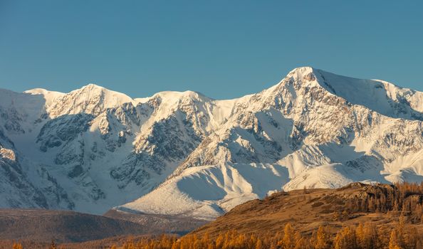 Beautiful panoramic shot of a white snowy mountain ridge and hills with trees in the foreground. Blue sky as a background. Fall time. Sunrise. Golden hour. Altai mountains, Russia.