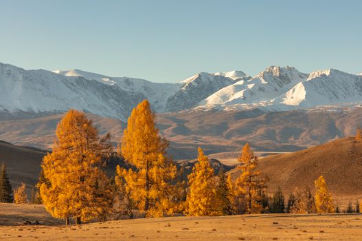 Beautiful shot of a valley full of golden trees in the foreground and white snowy mountains in the background. Sunrise. Fall time. Altai mountains, Russia. Golden hour.