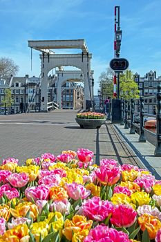 Tiny bridge in Amsterdam the Netherlands in springtime