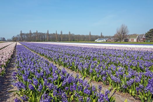 Blossoming purple hyaciths in the countryside from the Netherlands