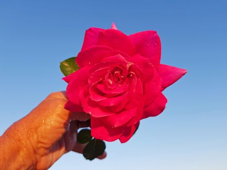 Blossoming red rose against a blue sky