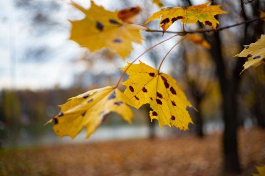 Autumn leaves in the park, Oct.