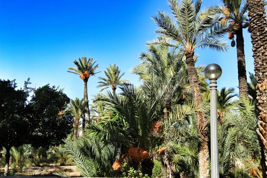 Landscape and palm trees of the hillside of the Vinalopo River in Elche 