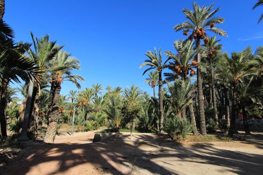 Landscape and palm trees of the hillside of the Vinalopo River in Elche 