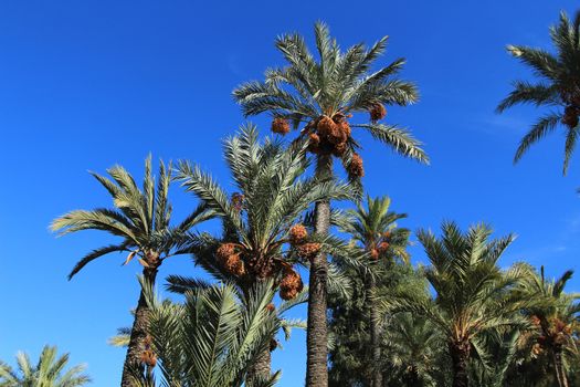 Landscape and palm trees of the hillside of the Vinalopo River in Elche 