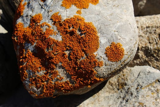 Orange spots (lichens) on a rock in the mountains. Mountain Bjelasnica, Bosnia and Herzegovina.