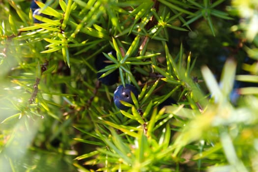Blue Juniper berry on a tree among green needles. Juniperus communis fruit. On the mountain Bjelasnica, Bosnia and Herzegovina.