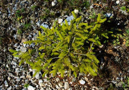 Pale green young fir on the mountain on poor soil with lots of stones. Bjelasnica Mountain, Bosnia and Herzegovina.