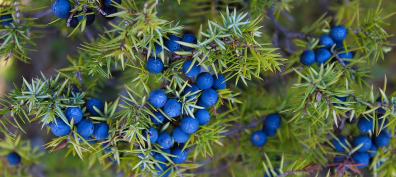 Juniperus communis fruit. Banner of lots of ripe navy blue juniper berries all over the branch between the green needles. Bjelasnica Mountain, Bosnia and Herzegovina.