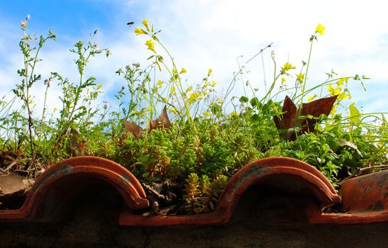 A beautiful photo of a powerful nature growing plants on an old roof. Dry leaves, old plant remains, green plants and yellow flowers, the bee goes towards the flower. The true beauty of nature.
