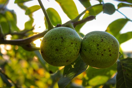 Two green walnuts on a branch with the sun in the background. Zavidovici, Bosnia and Herzegovina.