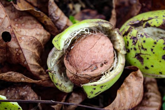 Ripe walnut fruit. A photograph of a walnut inside a cracked green shell. Beneath the walnuts are dry leaves and green grass. Zavidovici, Bosnia and Herzegovina.