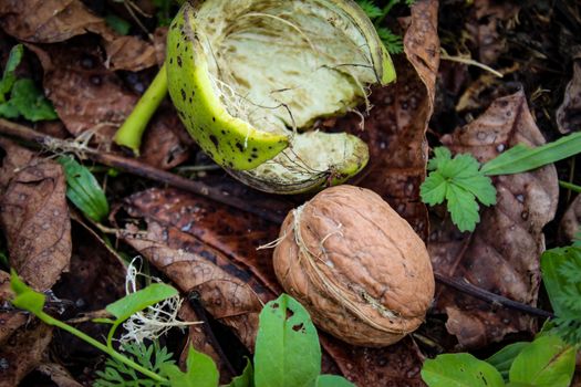 Close up of a mature walnut tree fell and knocked out of the green shell on the ground, among the dry leaves. Zavidovici, Bosnia and Herzegovina.