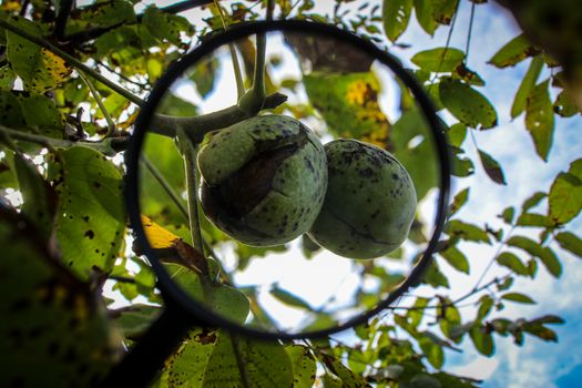 Walnut fruit enlarged with a magnifying glass. Ripe walnut inside a cracked green shell on a branch with the sky in the background. Zavidovici, Bosnia and Herzegovina.