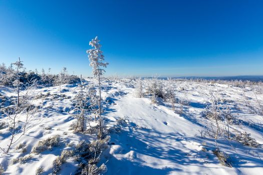 The pristine nature of the Zeya reserve. Snow-covered Christmas trees stand on the top of a snowy mountain