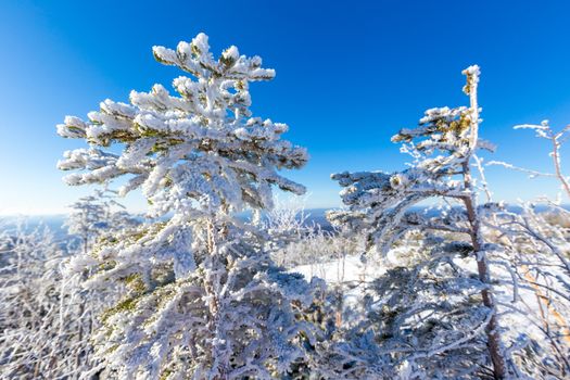 The pristine nature of the Zeya reserve. Snow-covered Christmas trees stand on the top of a snowy mountain