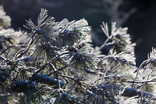 The pristine nature of the Zeya reserve. Snow-covered Christmas trees stand on the top of a snowy mountain