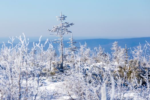 The pristine nature of the Zeya reserve. Snow-covered Christmas trees stand on the top of a snowy mountain