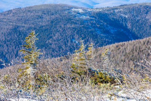 The pristine nature of the Zeya reserve. Snow-covered Christmas trees stand on the top of a snowy mountain